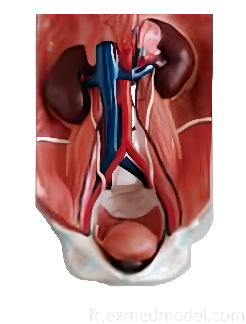 Human Urinary System Anatomy Model